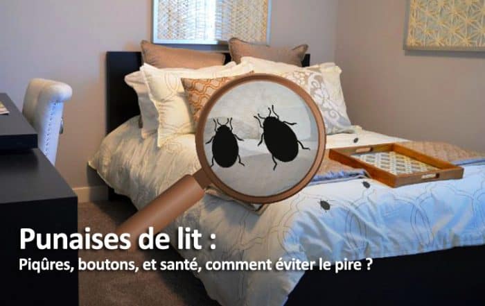 Les punaises de lit